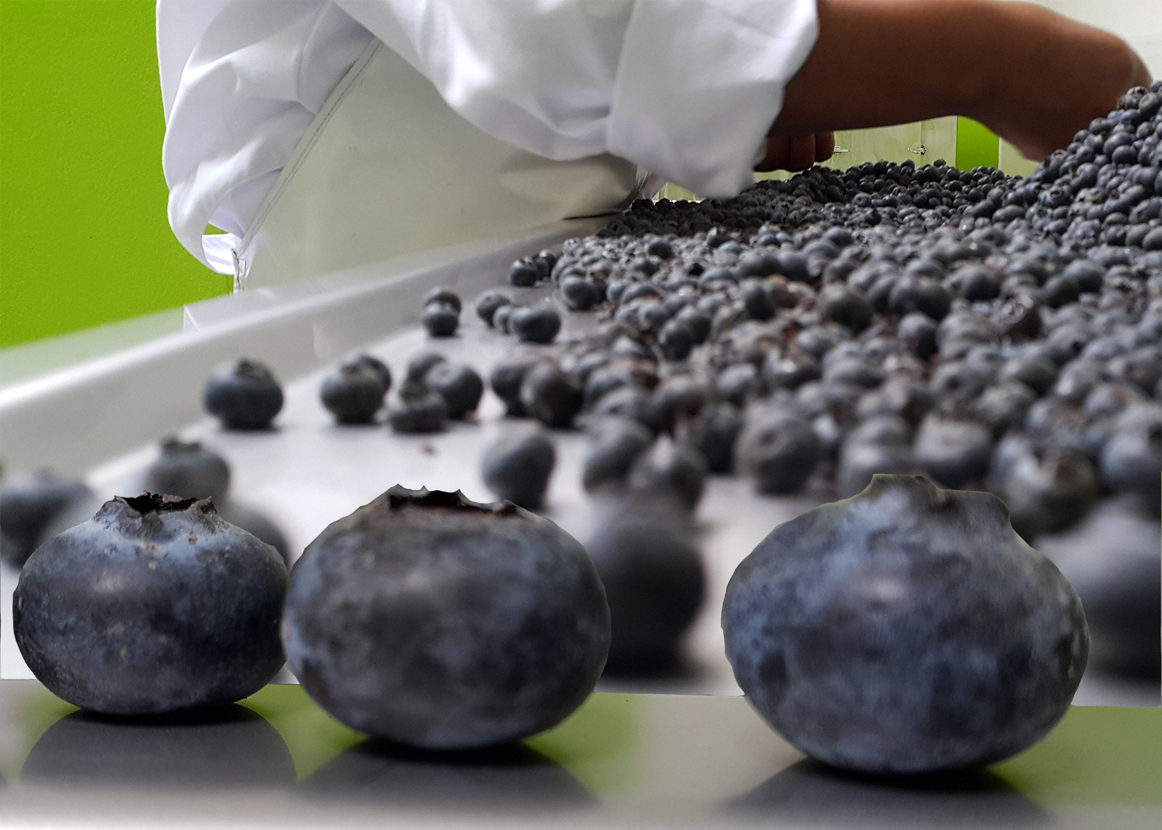 Proceso de arándano SACSAY maquila
